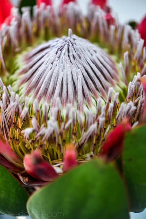 King Protea