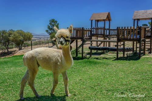 Alpaca
