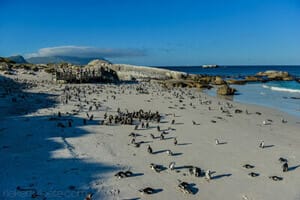 Penquins in Cape Town