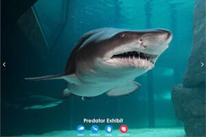 Shark