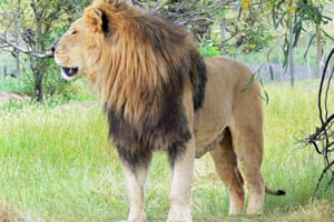 Lion