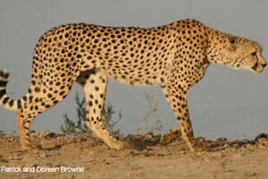 Cheetah