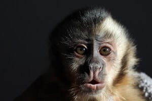 Monkey