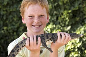 Crocodile