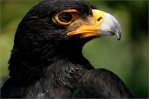 Things to Do in Cape Town with Kids 01P Eagle Encounters