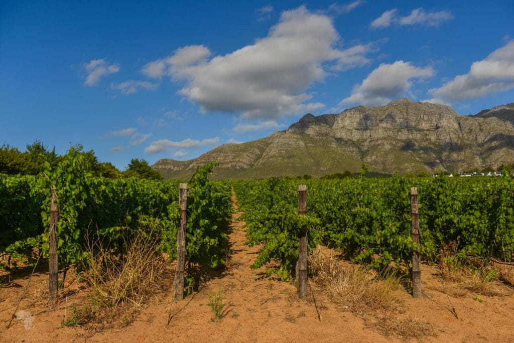 Wineyards in Stellenbosch