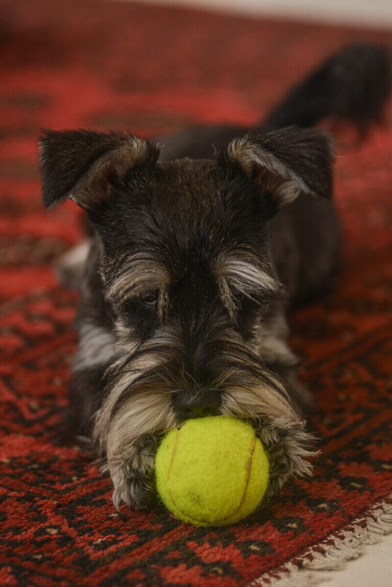 Durbanville Family photographer4