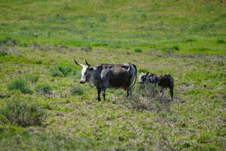 Survivor Launch OCT 2022 0026