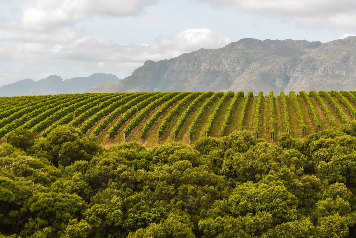 Vineyard photography at wine farm in the western cape
