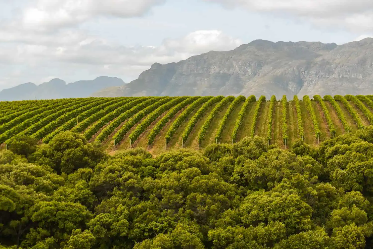 Agriculture & wine photography Cape Town — vineyard rows in golden light