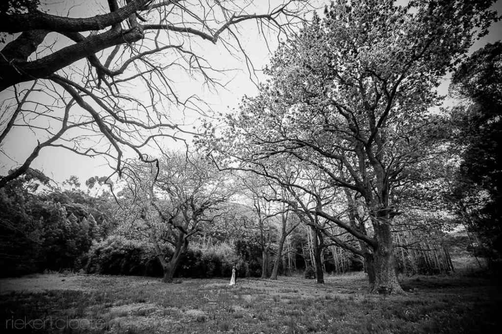 bare winter orchard trees estate landscape