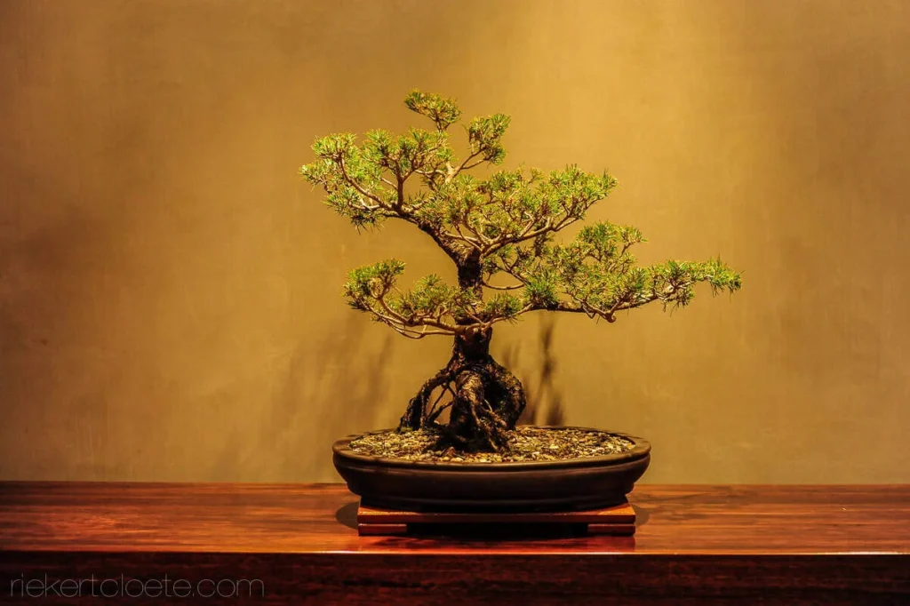 bonsai tree wedding decor detail warm light