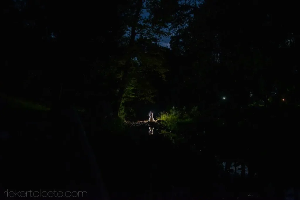 bride spotlight forest pond reflection night