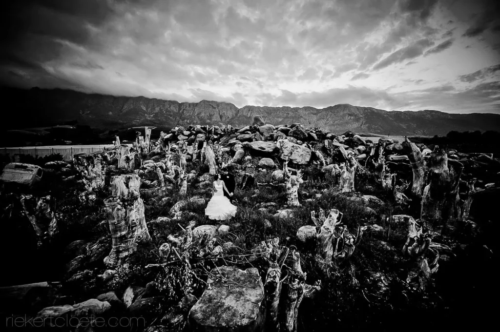 bride standing old vine stumps winelands mountains