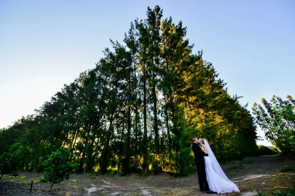 couple kissing pine trees sunset landscape