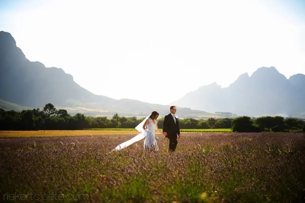 couple lavender field stellenbosch mountain backdrop