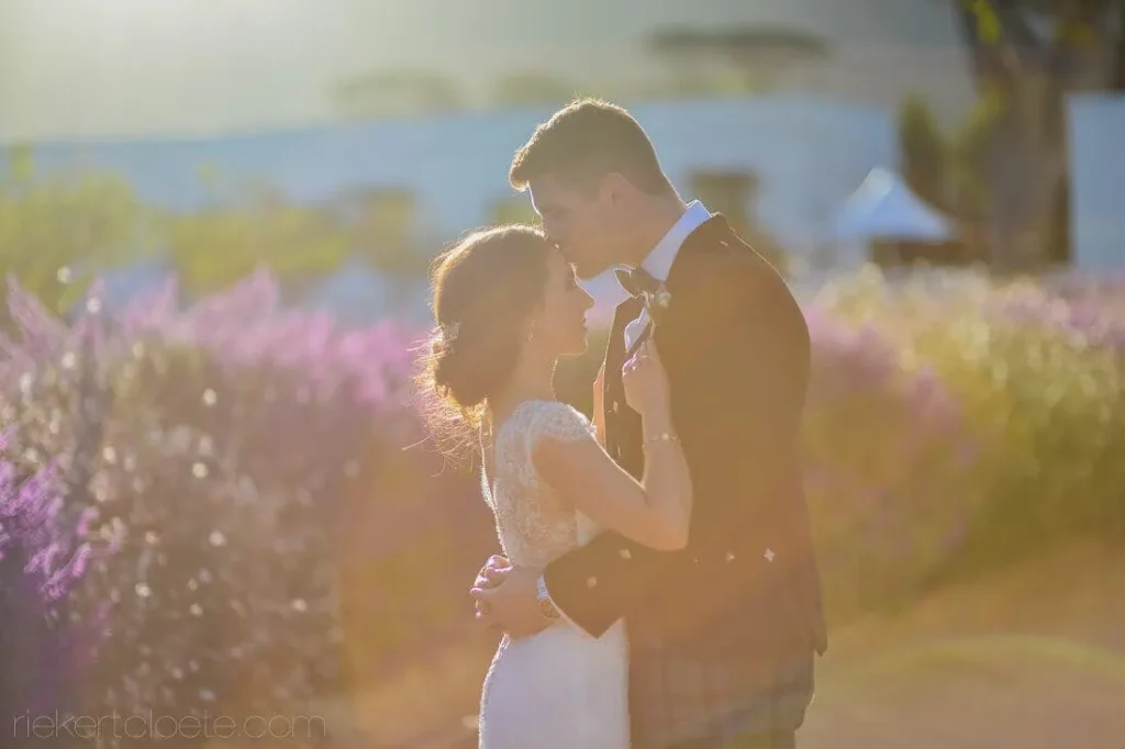 couple steenberg lavender garden golden sunflare