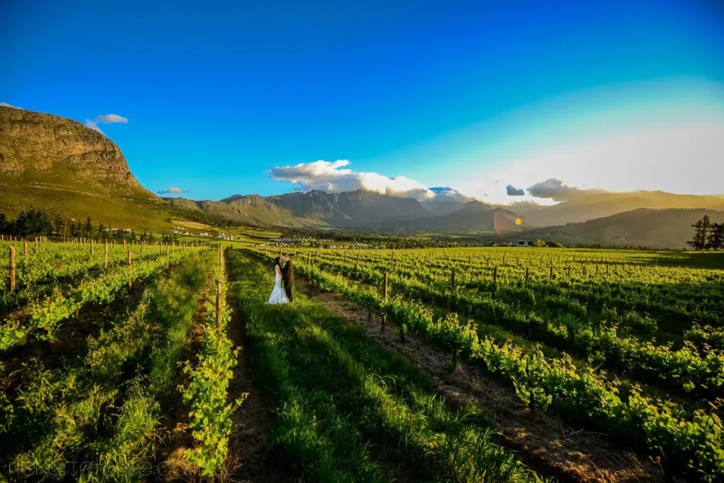 couple strolling vineyard rows mountain backdrop sunset