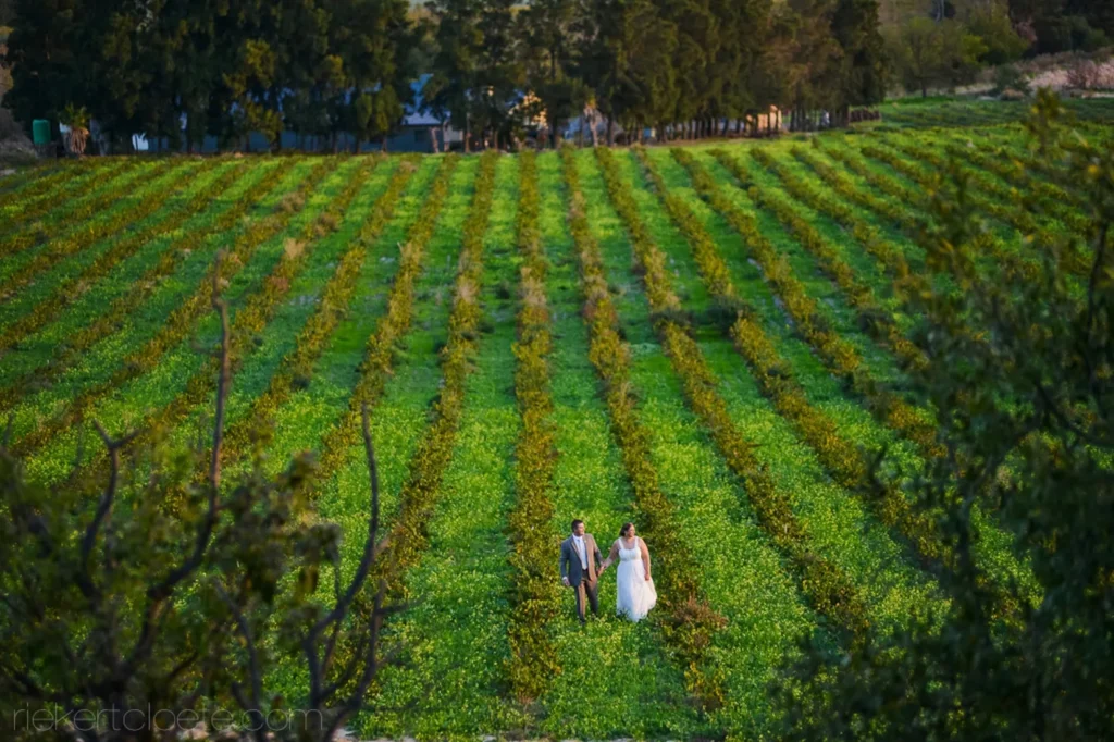 couple walking green vineyard rows aerial view