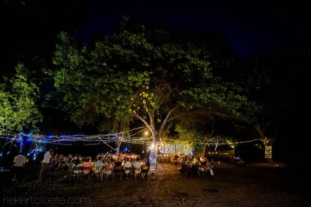 outdoor reception fairy lights large trees night