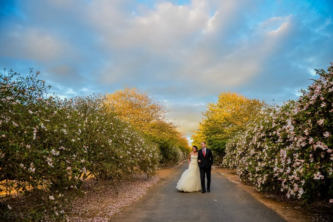 Langkloof roses couple flowering rose tree avenue – Bakenhof, Paarl