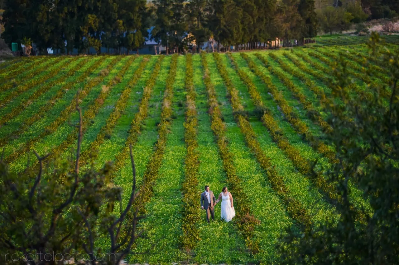 Couple lush green vineyard aerial estate view – Diamant Estate, Paarl