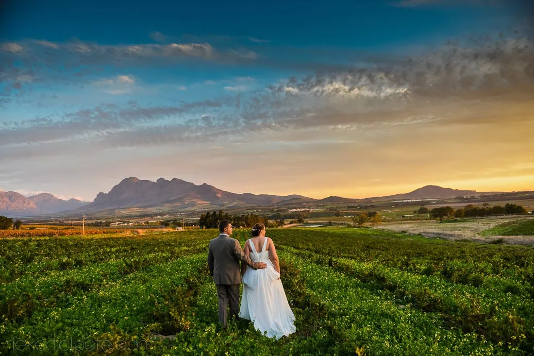 Diamant estate couple vineyard walk golden sunset – Diamant Estate, Paarl