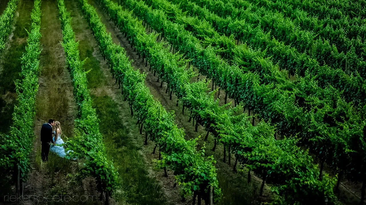 Bride groom lush green vineyard aerial portrait – MolenVliet Oosthuizen Family Vineyards, Stellenbosch