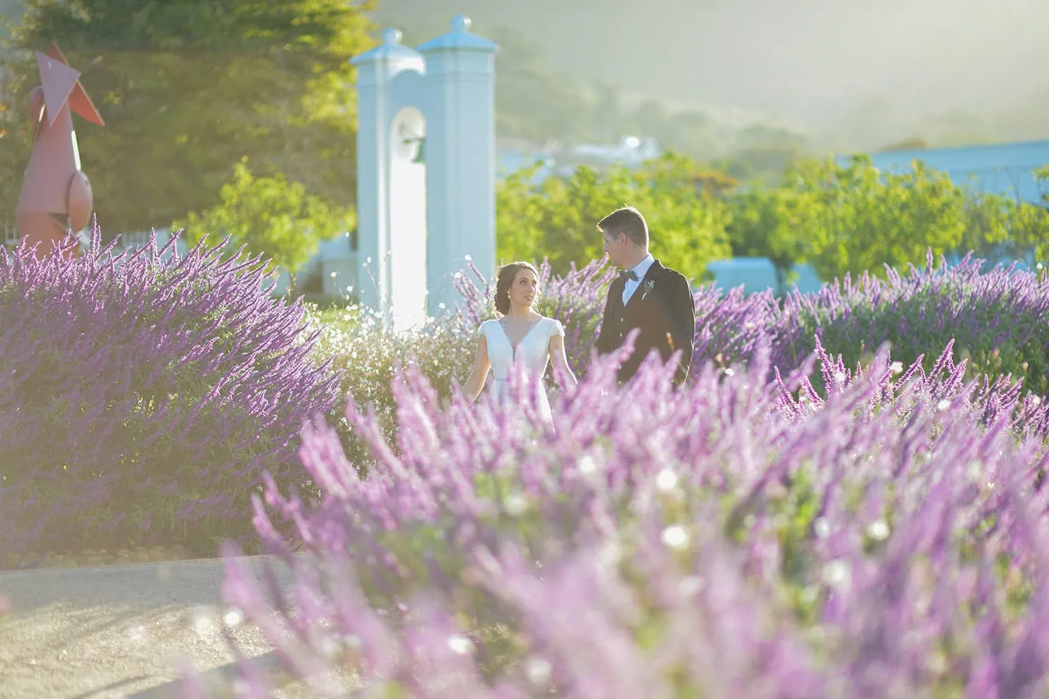 Couple lavender field blue gate golden mist – Steenberg Hotel, Cape Town