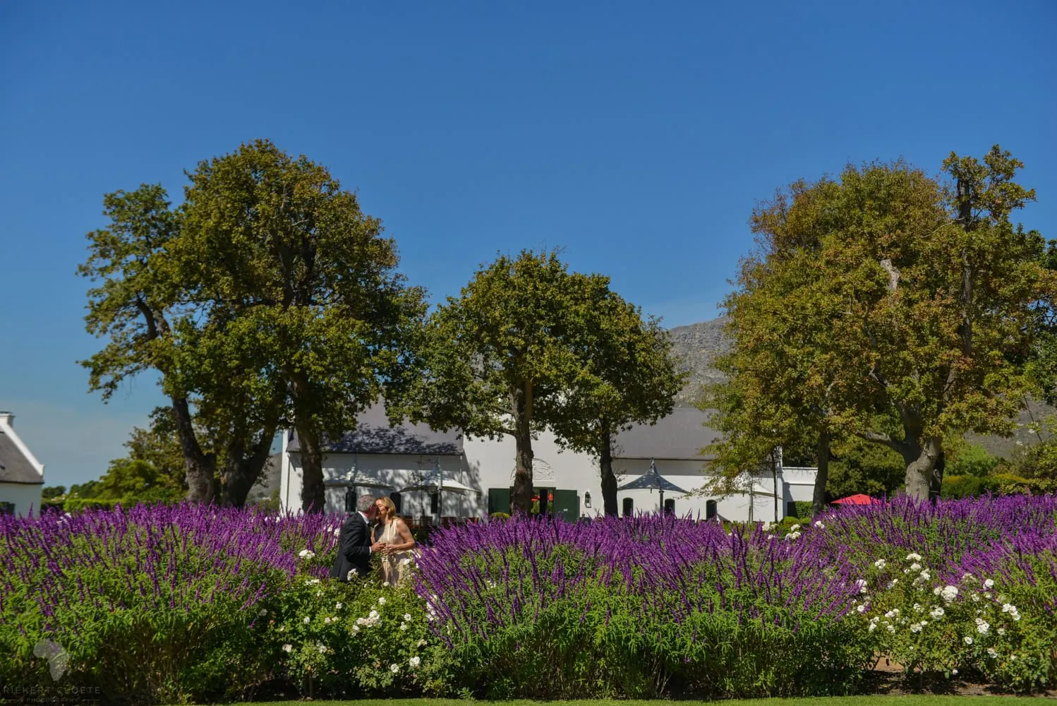 Couple walking lavender field cape dutch estate – Steenberg Hotel, Cape Town