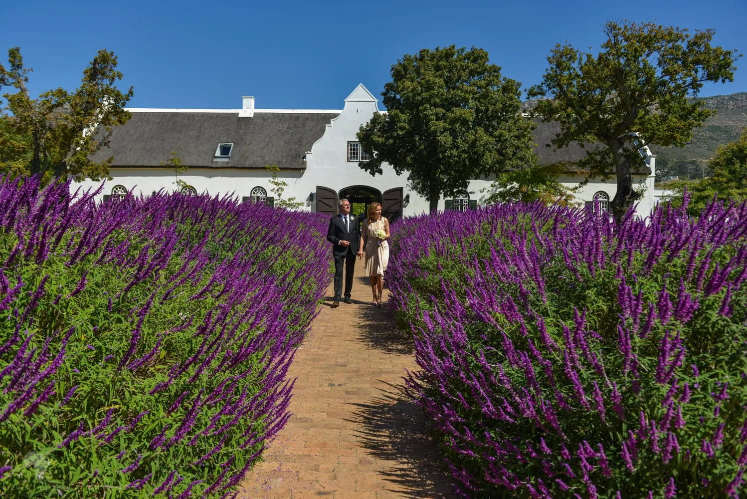 Couple walking purple lavender cape dutch homestead – Steenberg Hotel, Cape Town